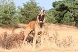 MALINOIS 110